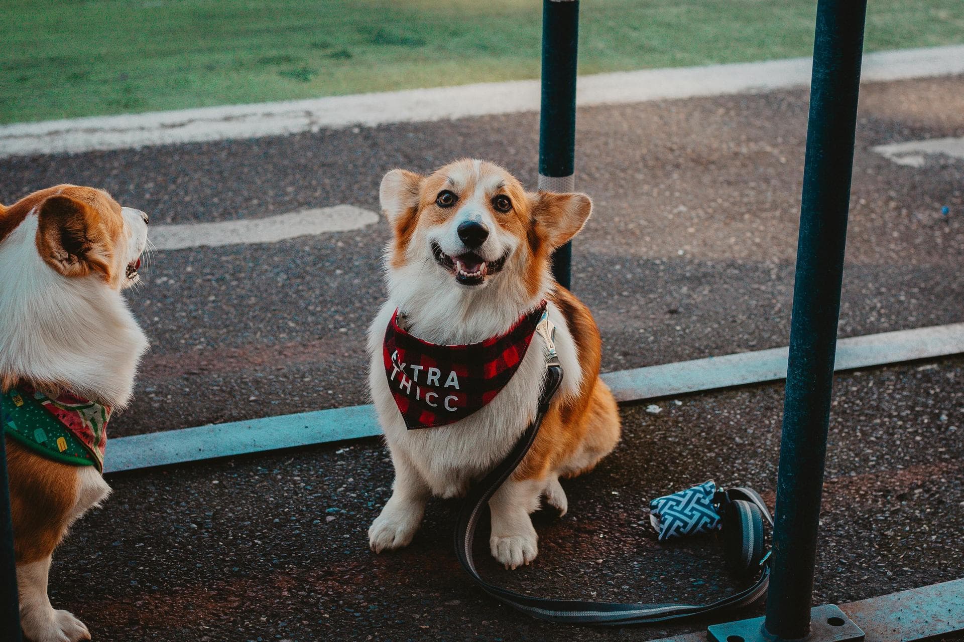 Specialist Vets in Ashford