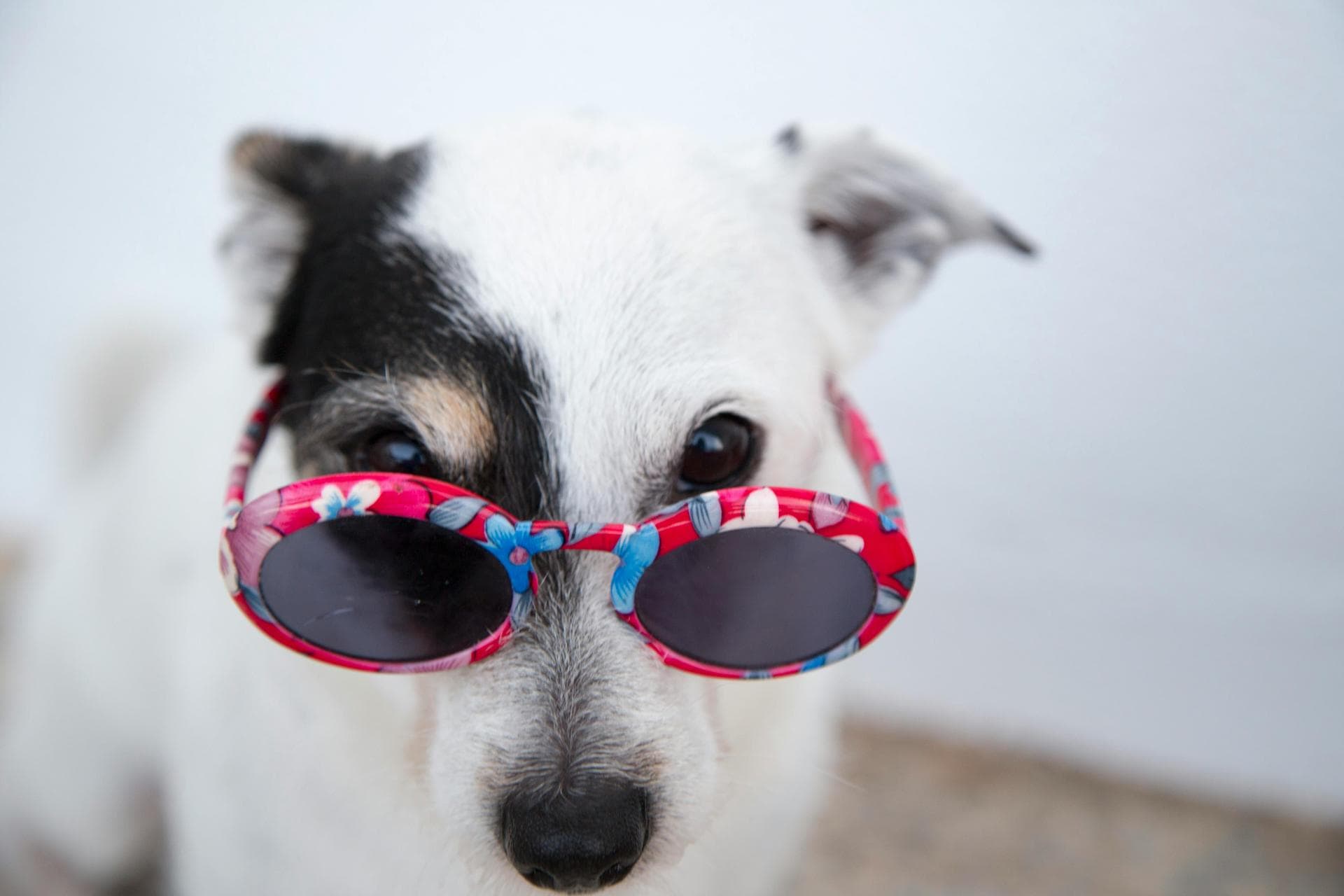 Puppy wearing pink sunglasses