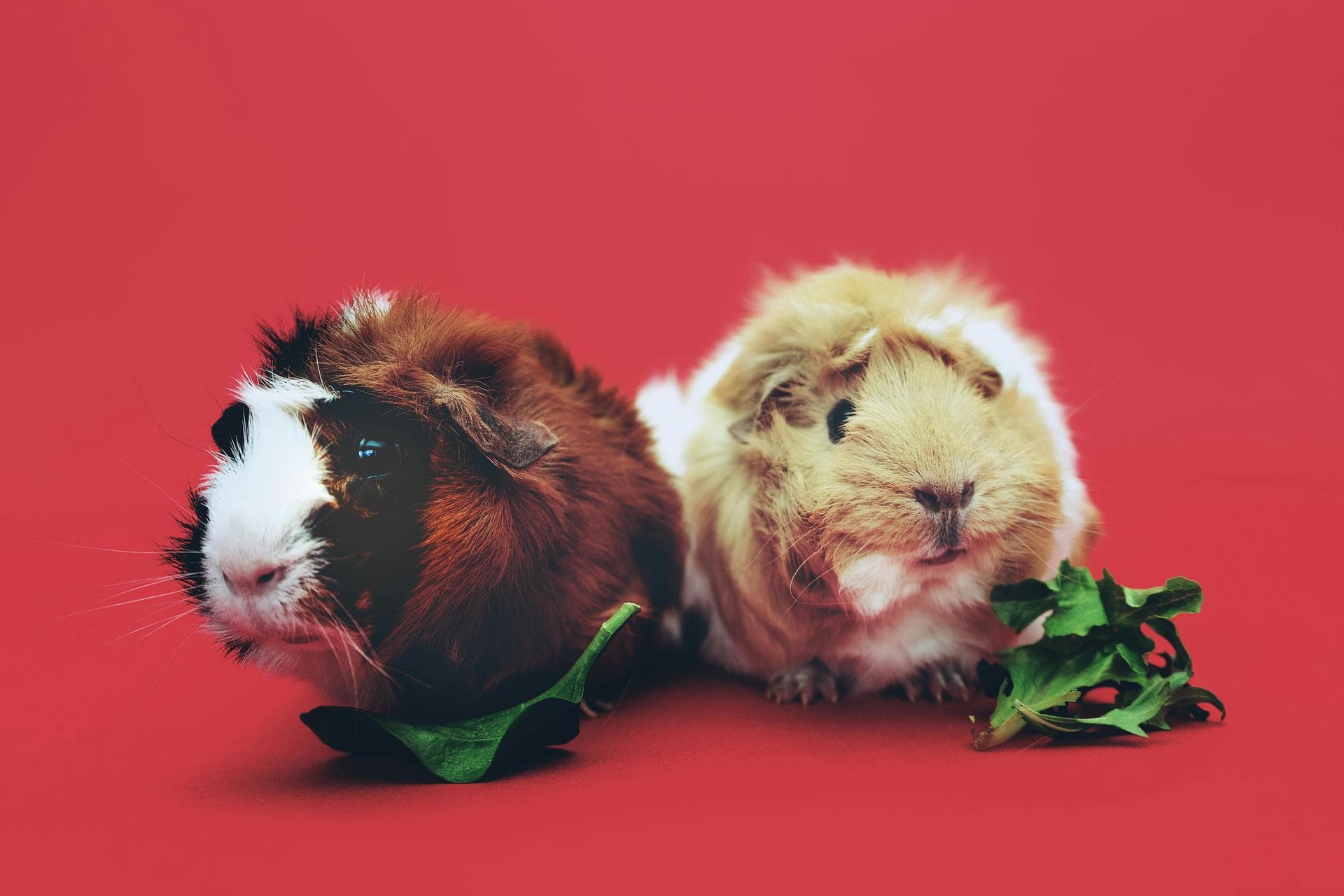 Animal Health Certificate / Pet Passport () Prices in Ashford