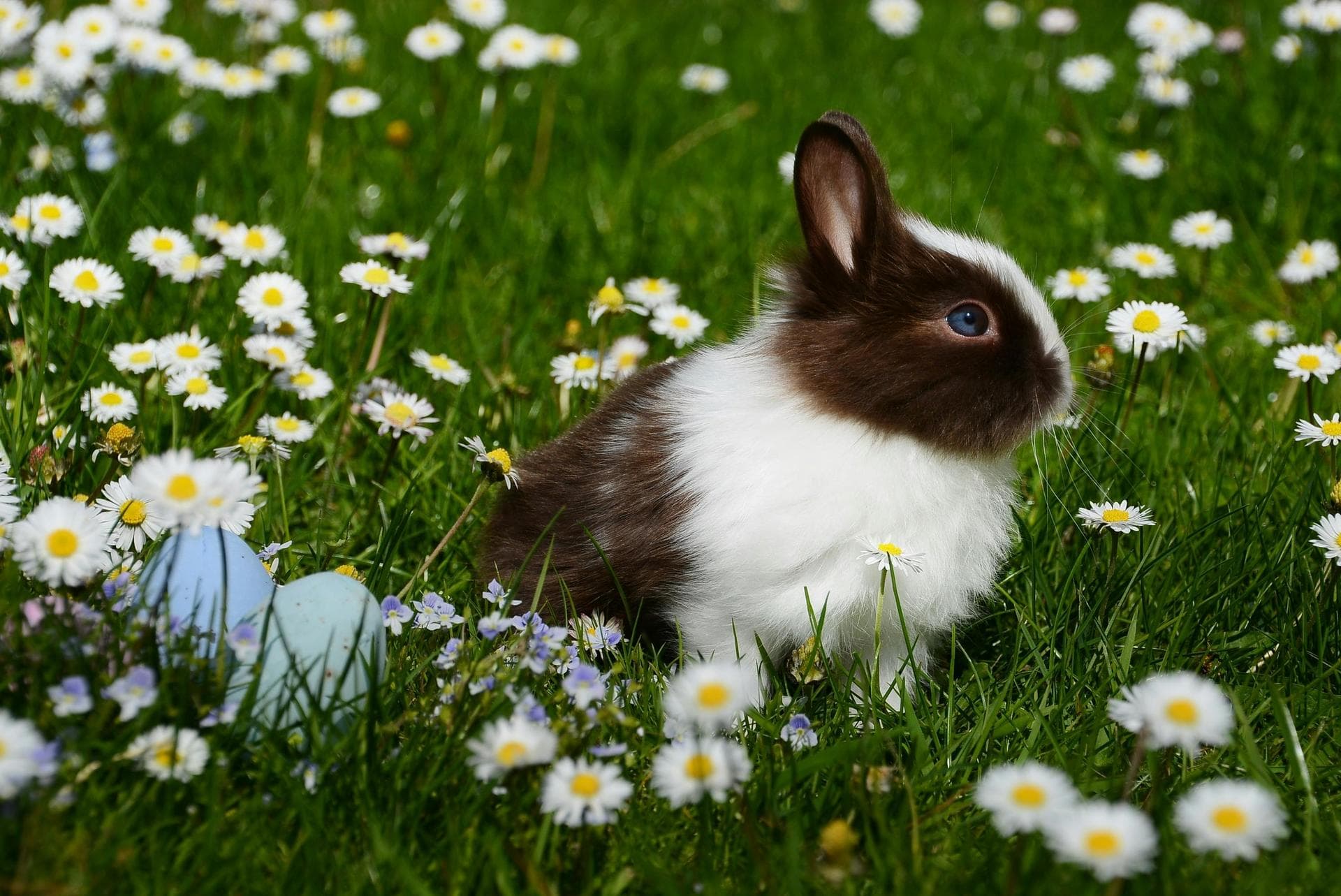Rabbit Vaccinations Vhd Myxo Prices in Ashford