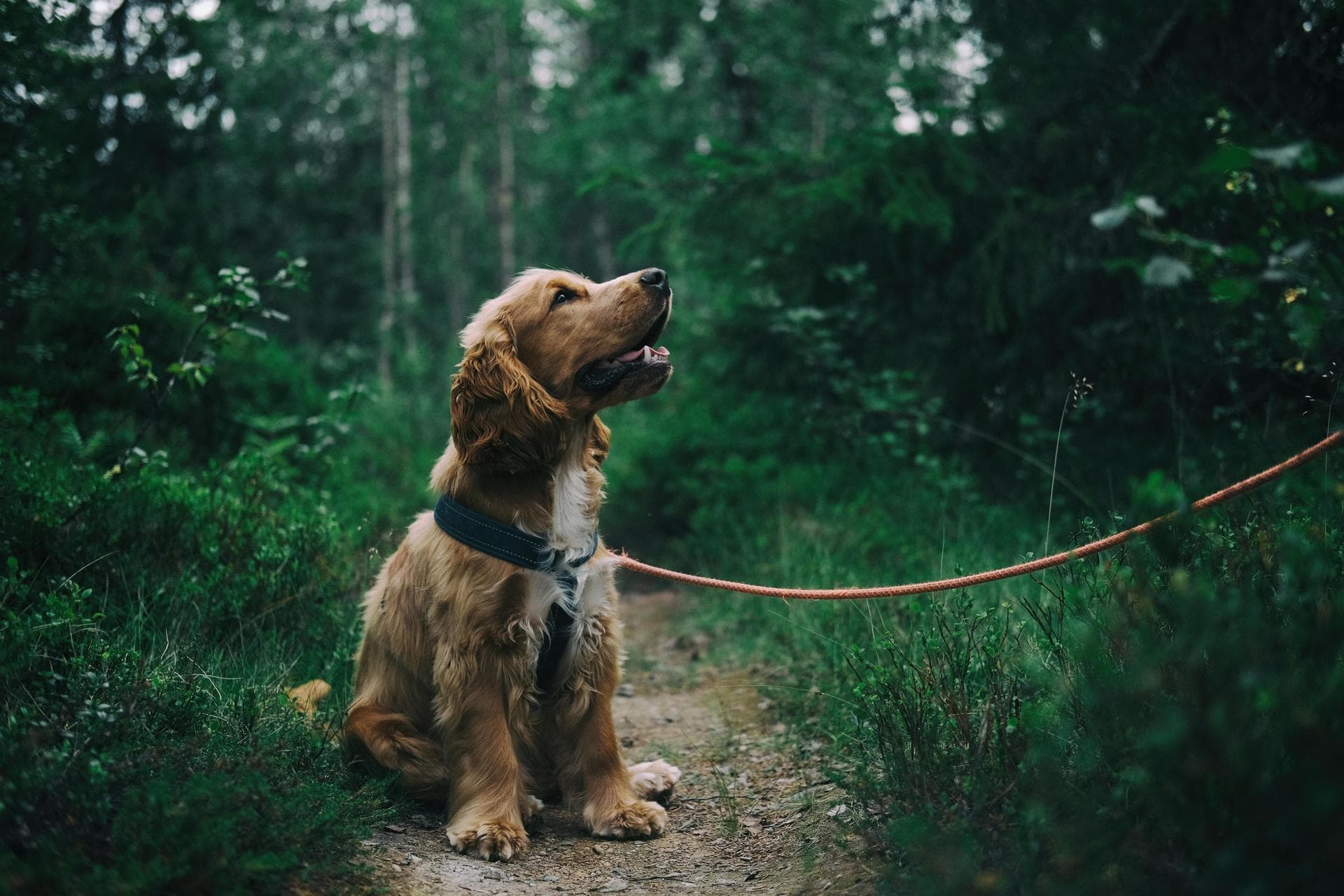 Annual Vaccination With Kennel Cough Prices in Ashford