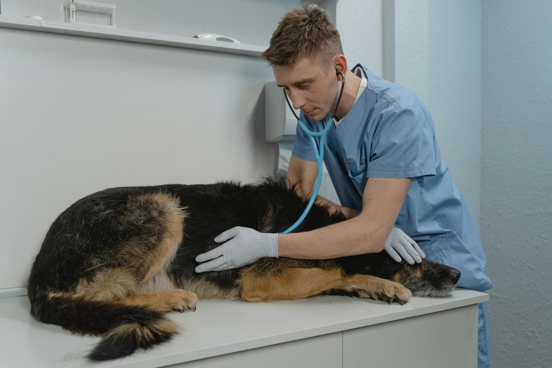 Annual Vaccination With Kennel Cough Prices in Ashford