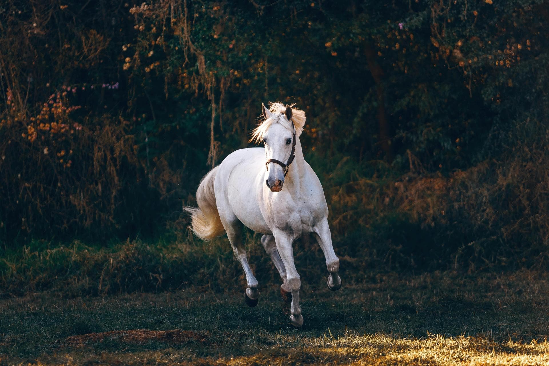 Animal Health Certificate / Pet Passport () Prices in Ashford
